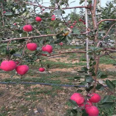 新疆种植苹果苗 山地复垦种植树苗品种 果树批发基地