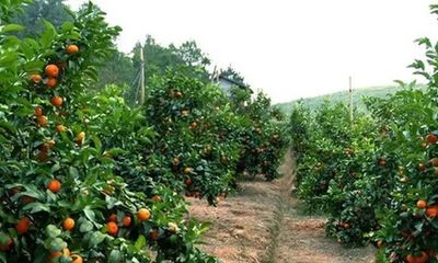 沙糖橘式的种植模式,杀掉了果农对种植业最后的热情,谁之过?