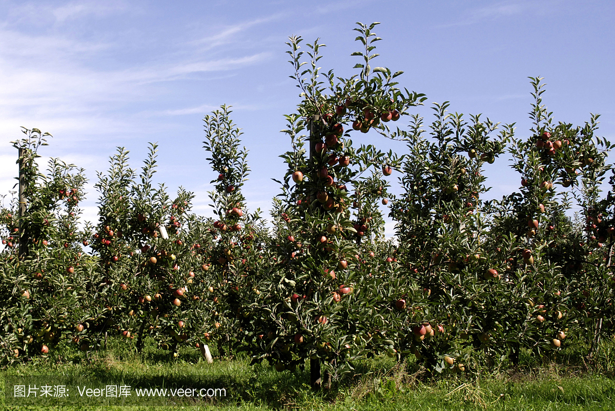 苹果种植园里有成熟果实的德国Braeburn品种。