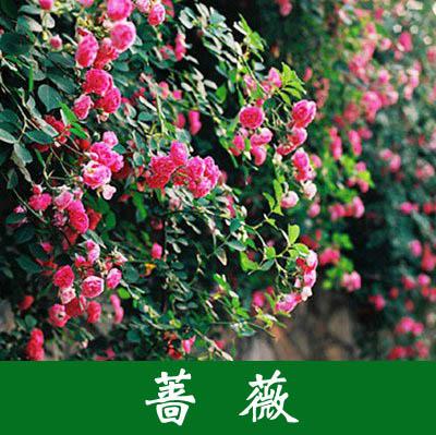 藤本类 - 供应产品 - 安国市鸿达苗木花卉